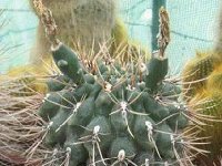 Gymnocalycium gibbosum var. ©Fabrice Arnaud.jpg